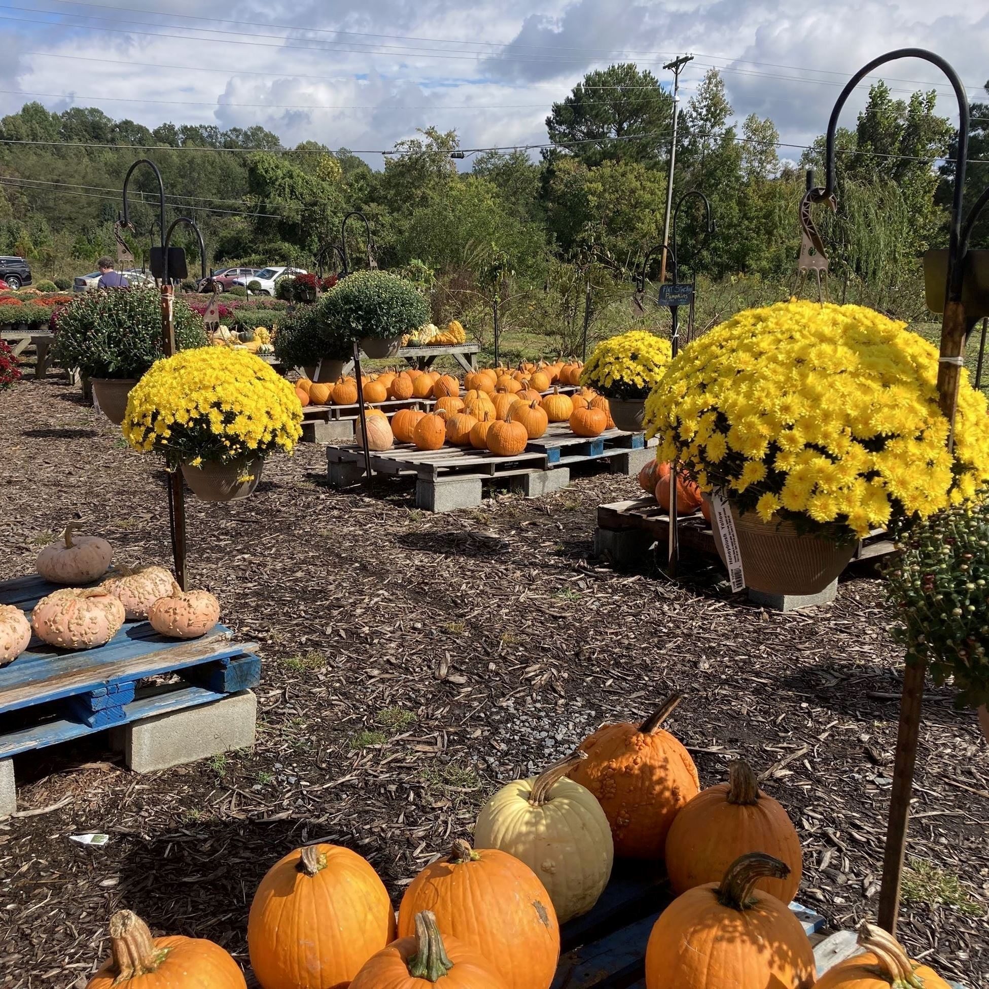 Mums and pumpkins on crates