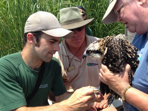 Natural Resources staff banding osprey